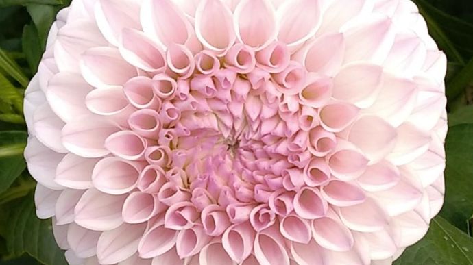 1er du Critérium du public - N°: 63 ‘Pink Pearl’, type balle, présenté par Meulder (Pays-Bas). 